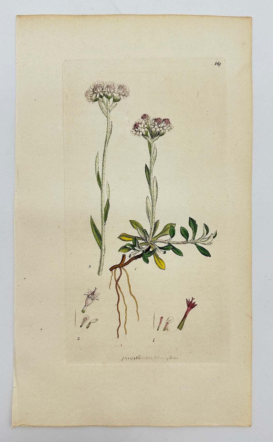 Antique Print - James Sowerby - Gnaphalium Dioicum - One-seeded Cudweed - F1