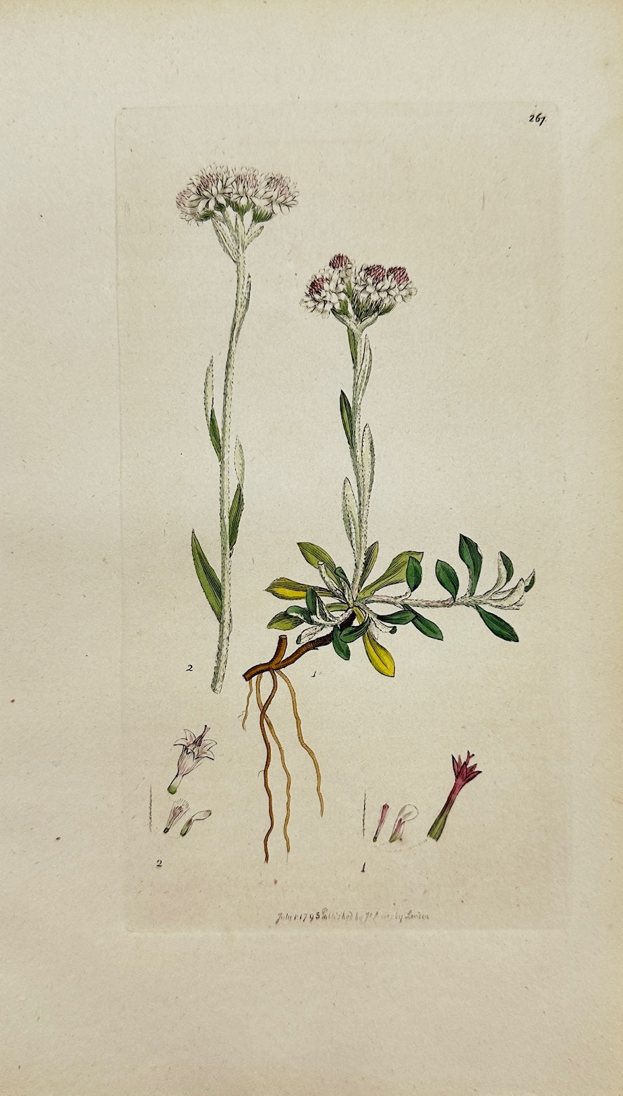 Antique Print - James Sowerby - Gnaphalium Dioicum - One-seeded Cudweed - F1