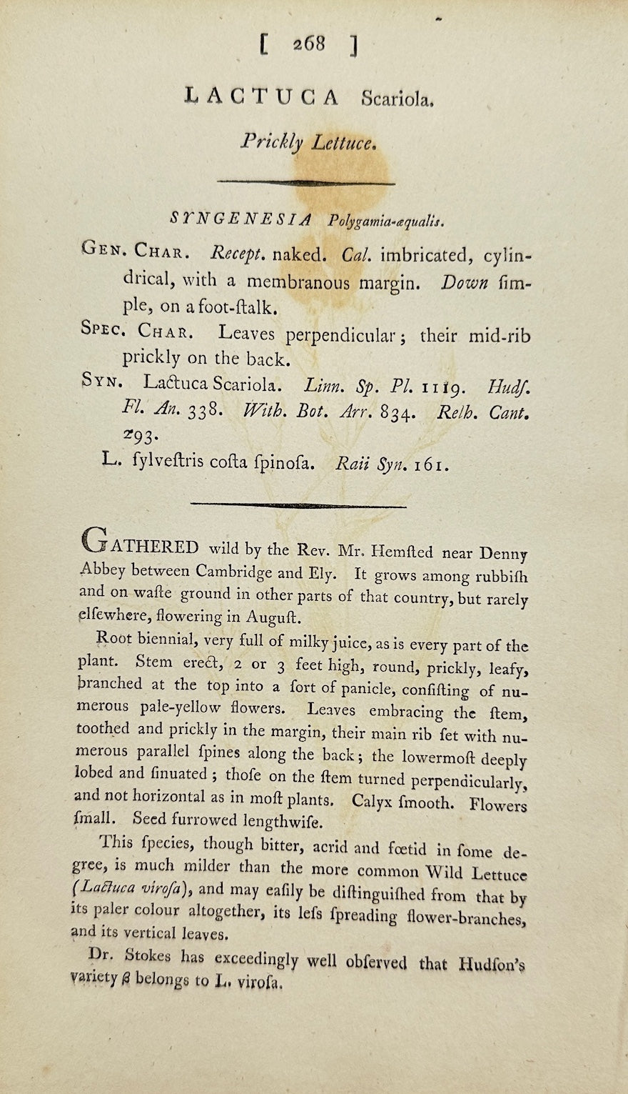 Antique Print - James Sowerby - Lactuca Serriola - Prickly Lettuce - F1