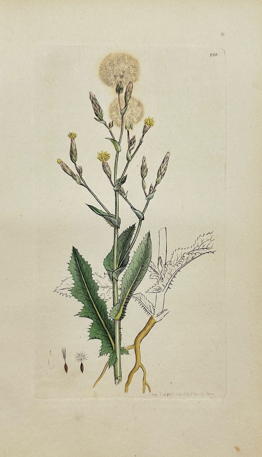 Antique Print - James Sowerby - Lactuca Serriola - Prickly Lettuce - F1