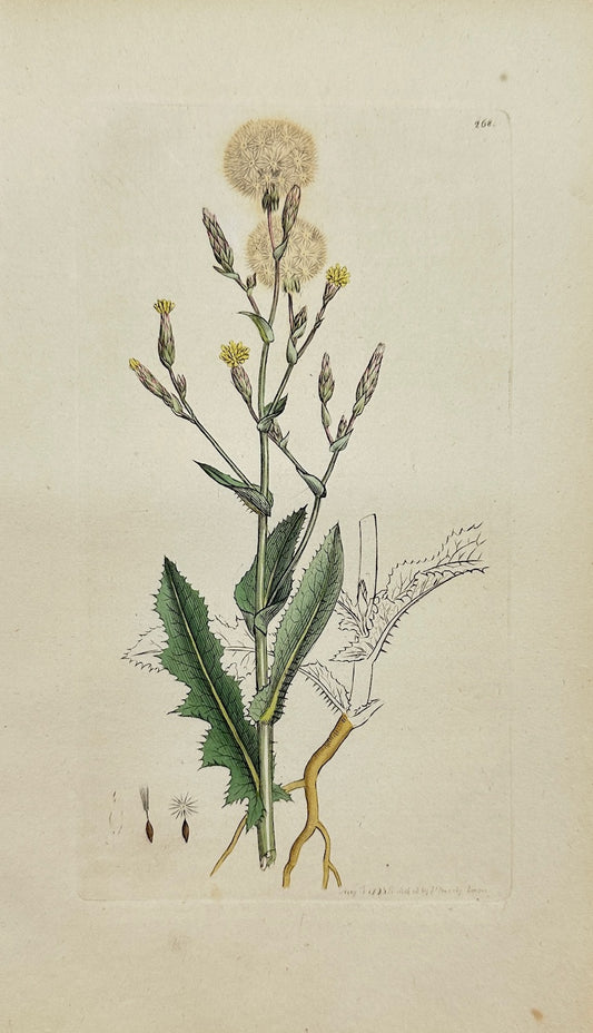 Antique Print - James Sowerby - Lactuca Serriola - Prickly Lettuce - F1