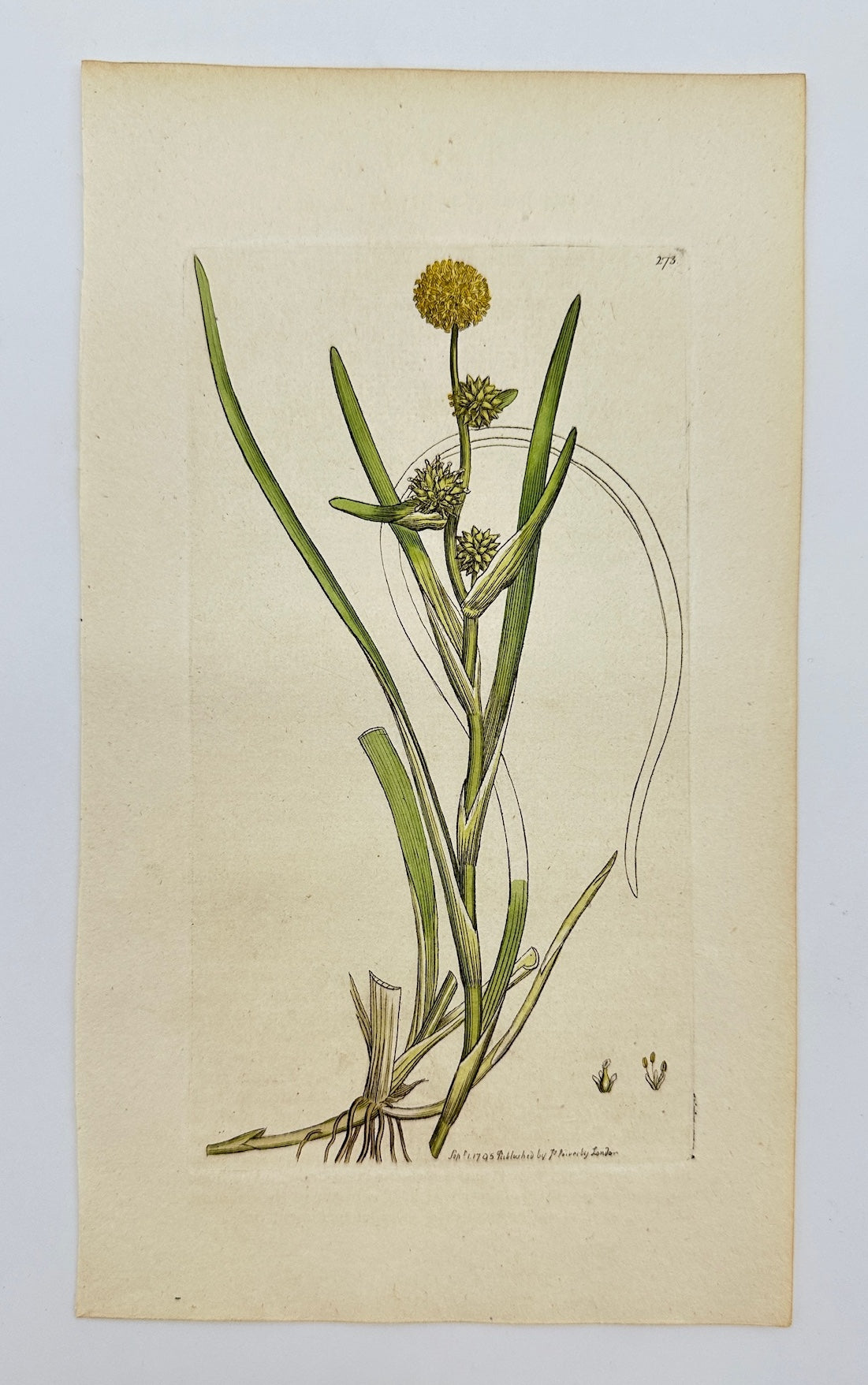 Antique Print - James Sowerby - Sparganium Natans - Floating Bur-reed - F1