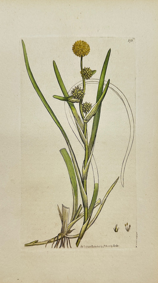 Antique Print - James Sowerby - Sparganium Natans - Floating Bur-reed - F1