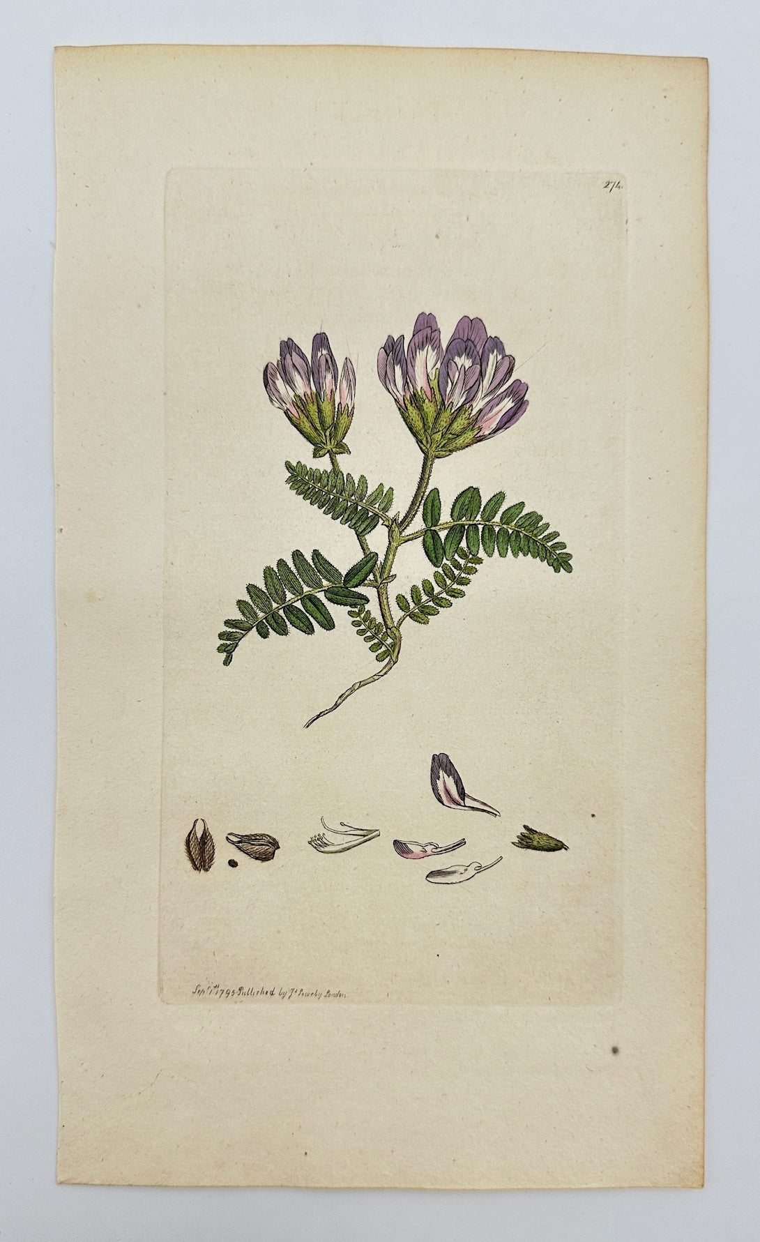 Antique Print - James Sowerby - Astragalus Hypoglottis - Yellow Milkvetch - F1