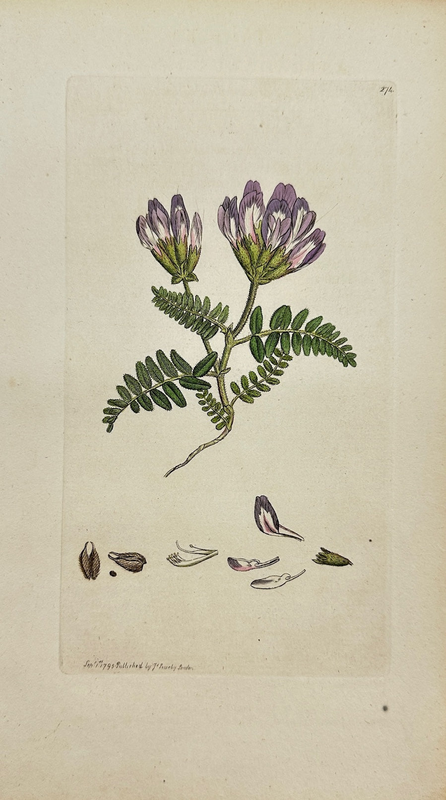 Antique Print - James Sowerby - Astragalus Hypoglottis - Yellow Milkvetch - F1