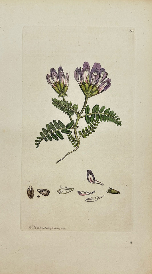 Antique Print - James Sowerby - Astragalus Hypoglottis - Yellow Milkvetch - F1