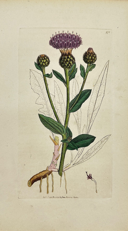 Antique Botanical Print - James Sowerby - Centaurea Nigra - Common Knapweed - F1