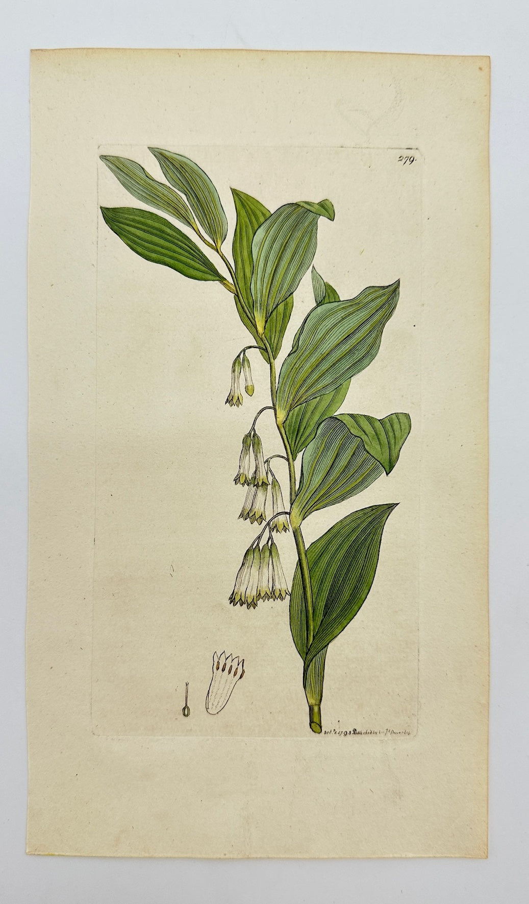 Antique Print - Convallaria Multiflora - Many-flowered Lily-of-the-valley  - F1