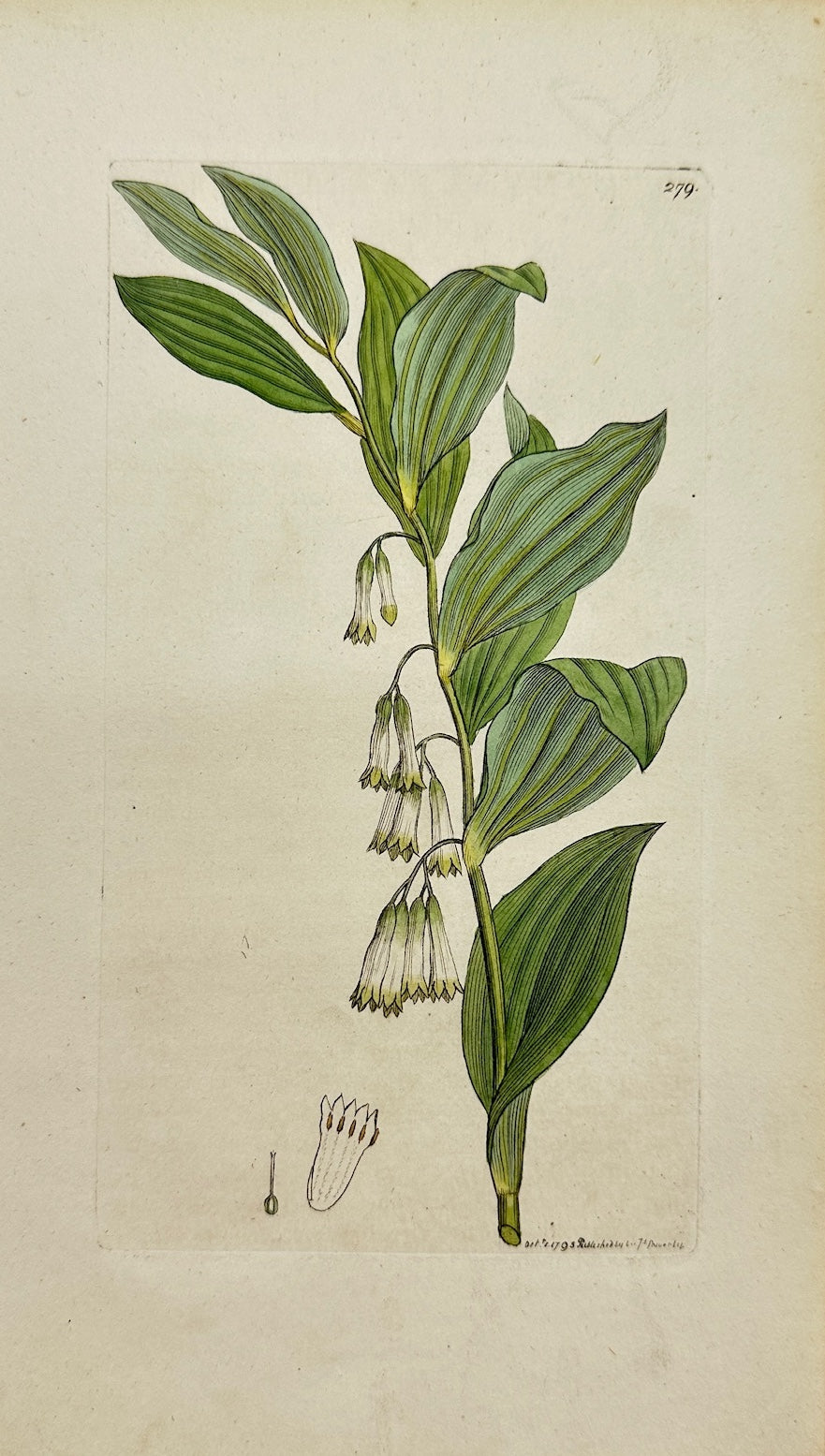 Antique Print - Convallaria Multiflora - Many-flowered Lily-of-the-valley  - F1