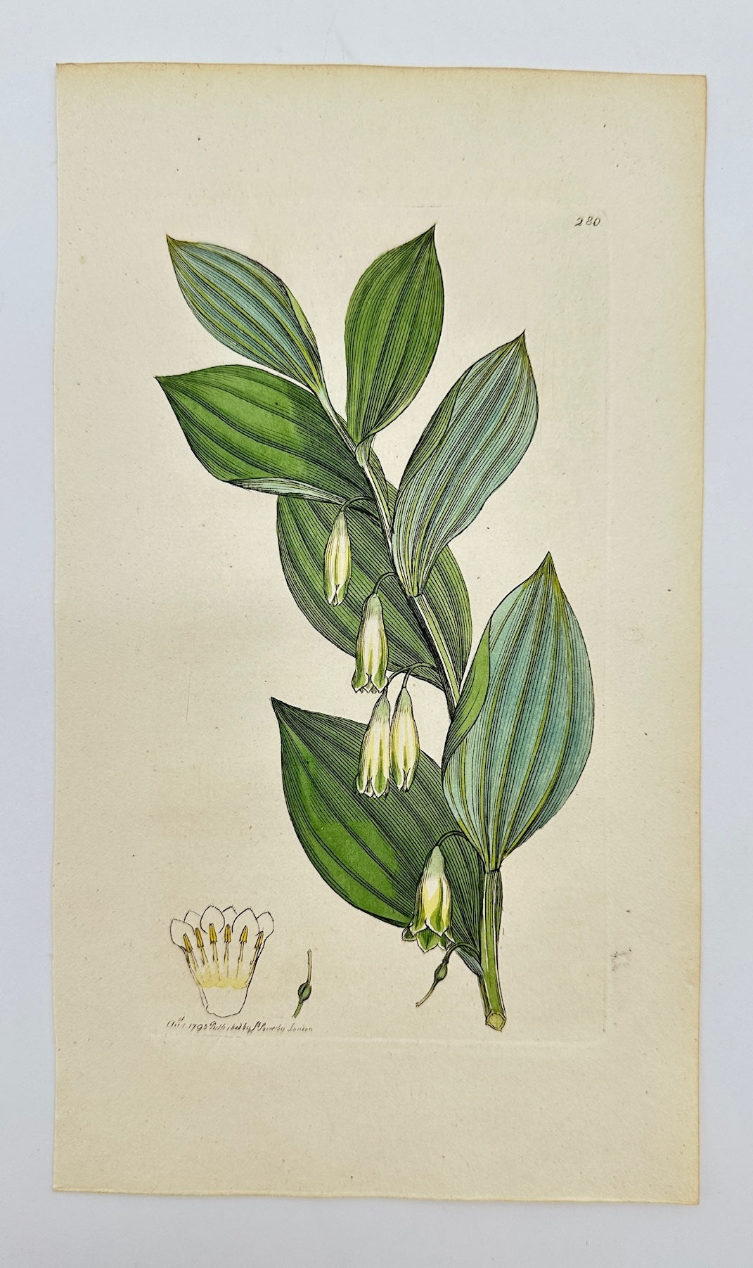 Antique Print - James Sowerby - Convallaria Polygonatum - Solomon's Seal - F1