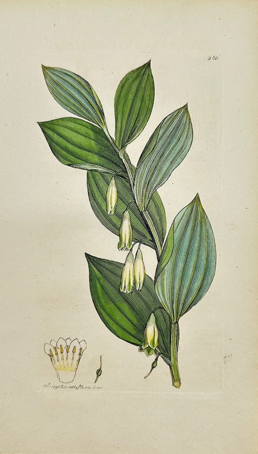 Antique Print - James Sowerby - Convallaria Polygonatum - Solomon's Seal - F1