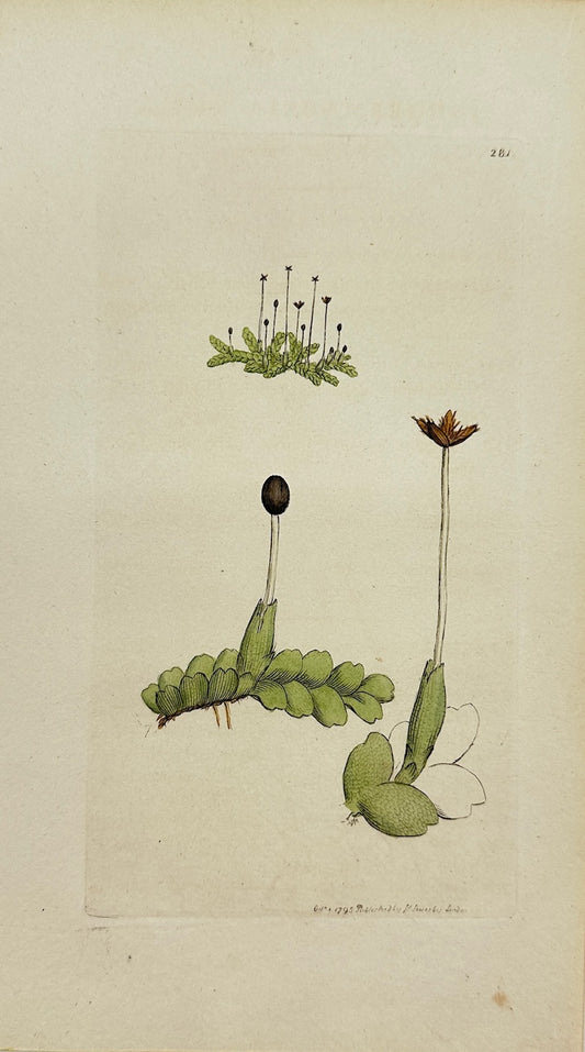Antique Print - Sowerby - Jungermannia Bicuspidata - Two-toothed Liverwort - F1