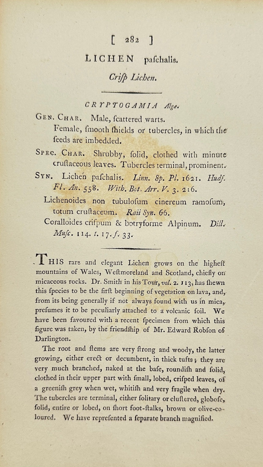 Antique Print - James Sowerby - Lichen Pachyclus - Thickened Lichen - F1