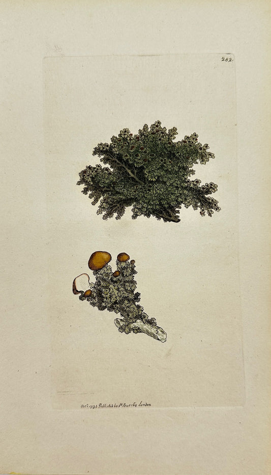 Antique Print - James Sowerby - Lichen Pachyclus - Thickened Lichen - F1