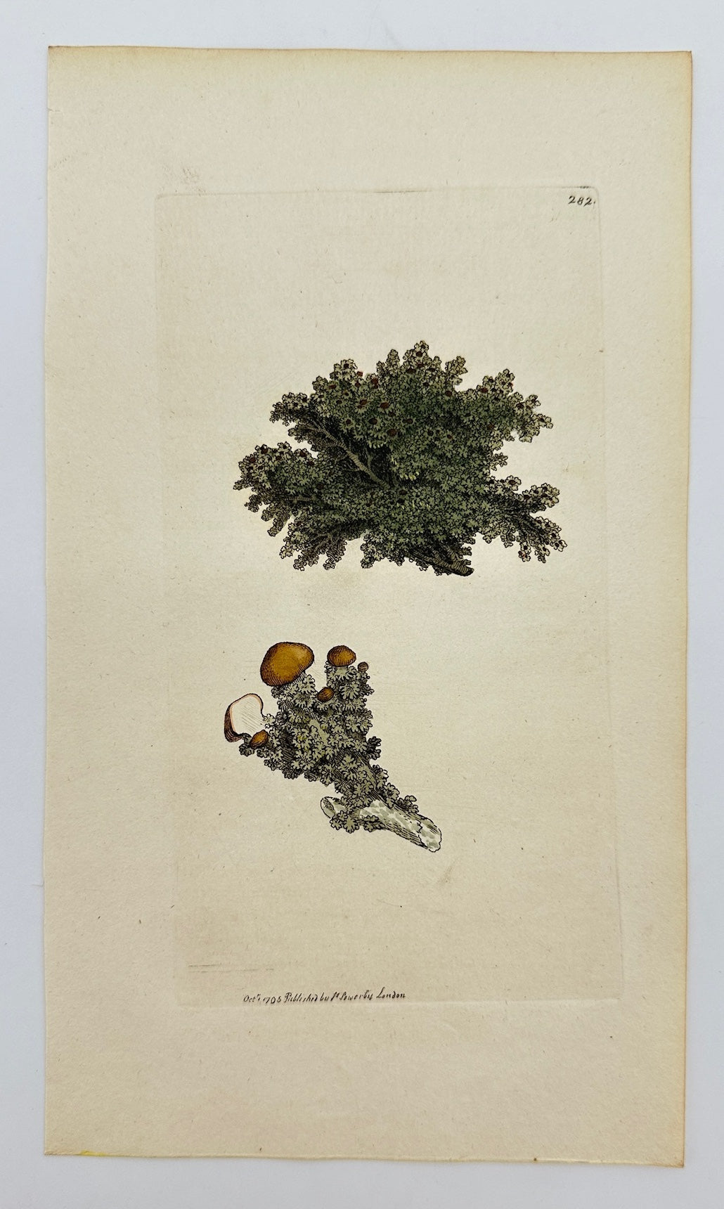 Antique Print - James Sowerby - Lichen Pachyclus - Thickened Lichen - F1