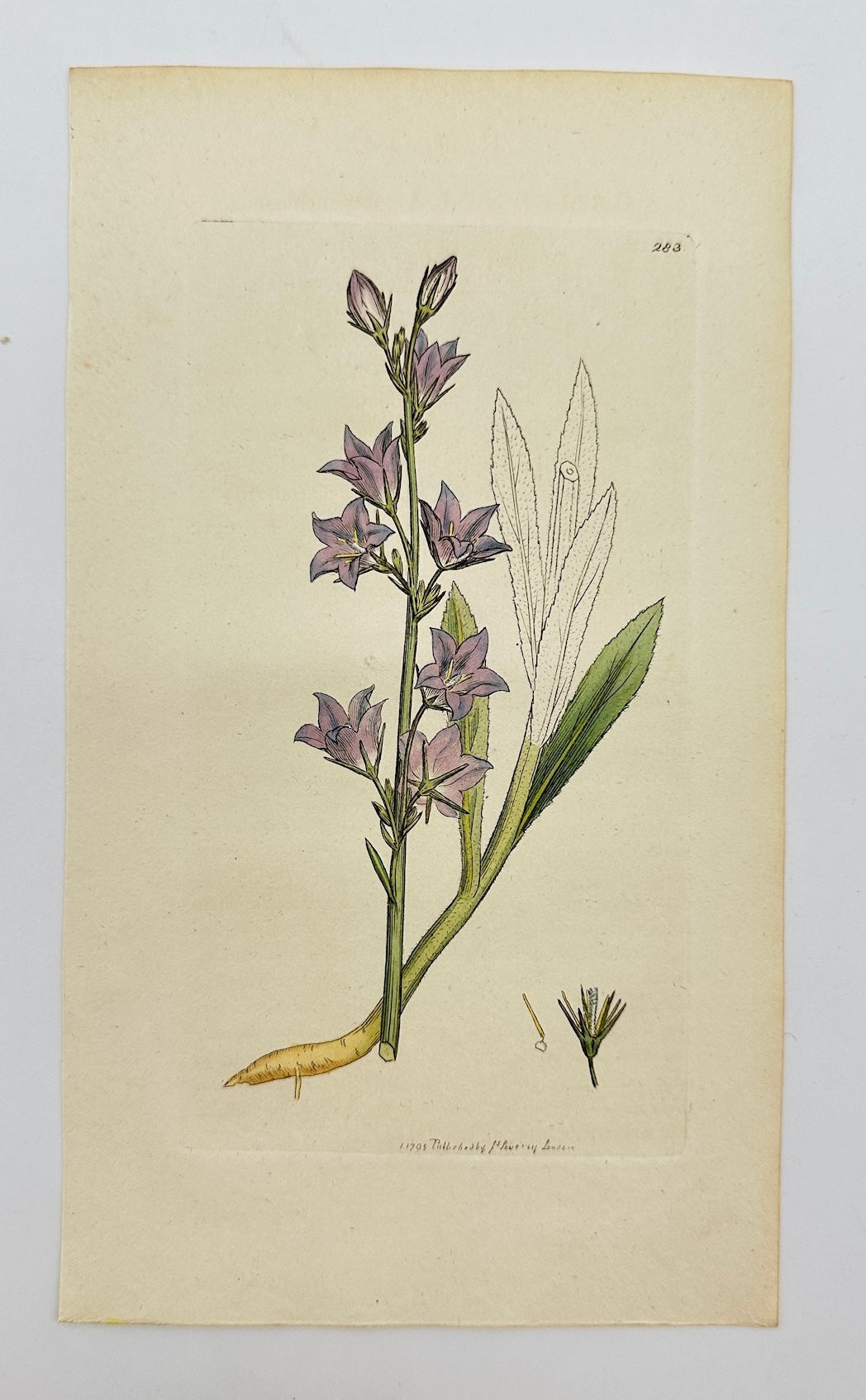 Antique Print - James Sowerby - Campanula Rapunculus - Rampion Bellflower - F1