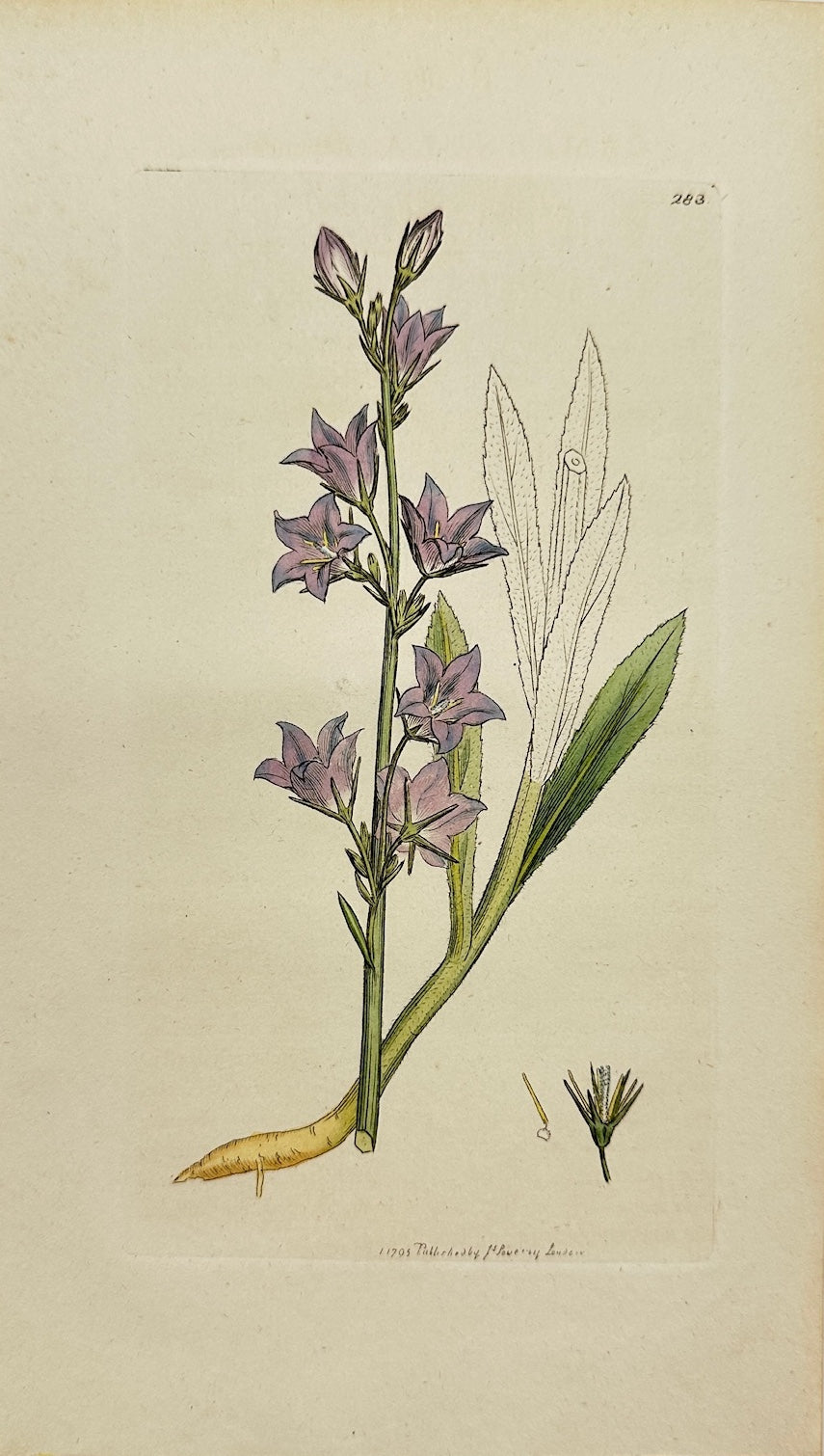 Antique Print - James Sowerby - Campanula Rapunculus - Rampion Bellflower - F1