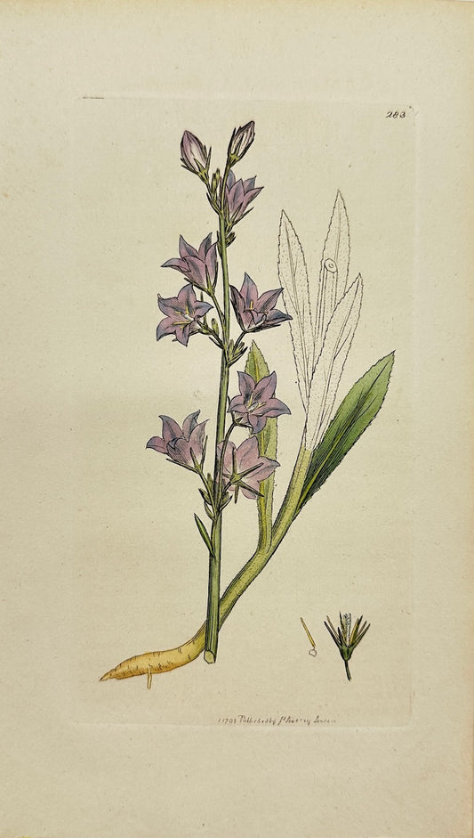 Antique Print - James Sowerby - Campanula Rapunculus - Rampion Bellflower - F1