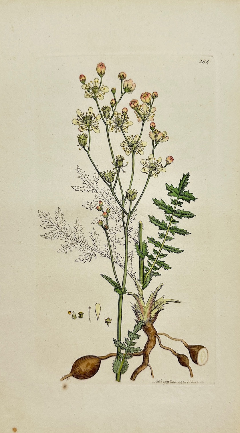 Antique Botanical Print - James Sowerby - Spiraea Filipendula - Dropwort - F1