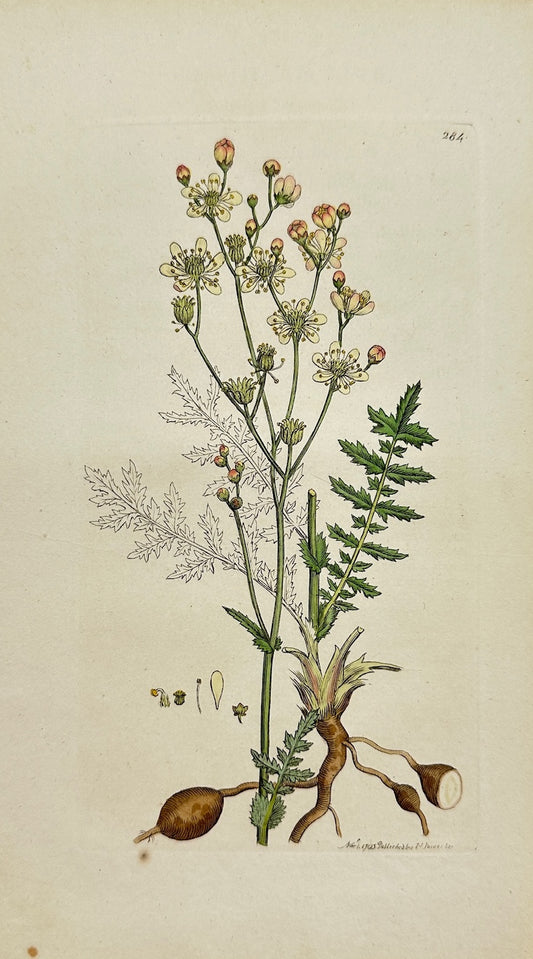 Antique Botanical Print - James Sowerby - Spiraea Filipendula - Dropwort - F1