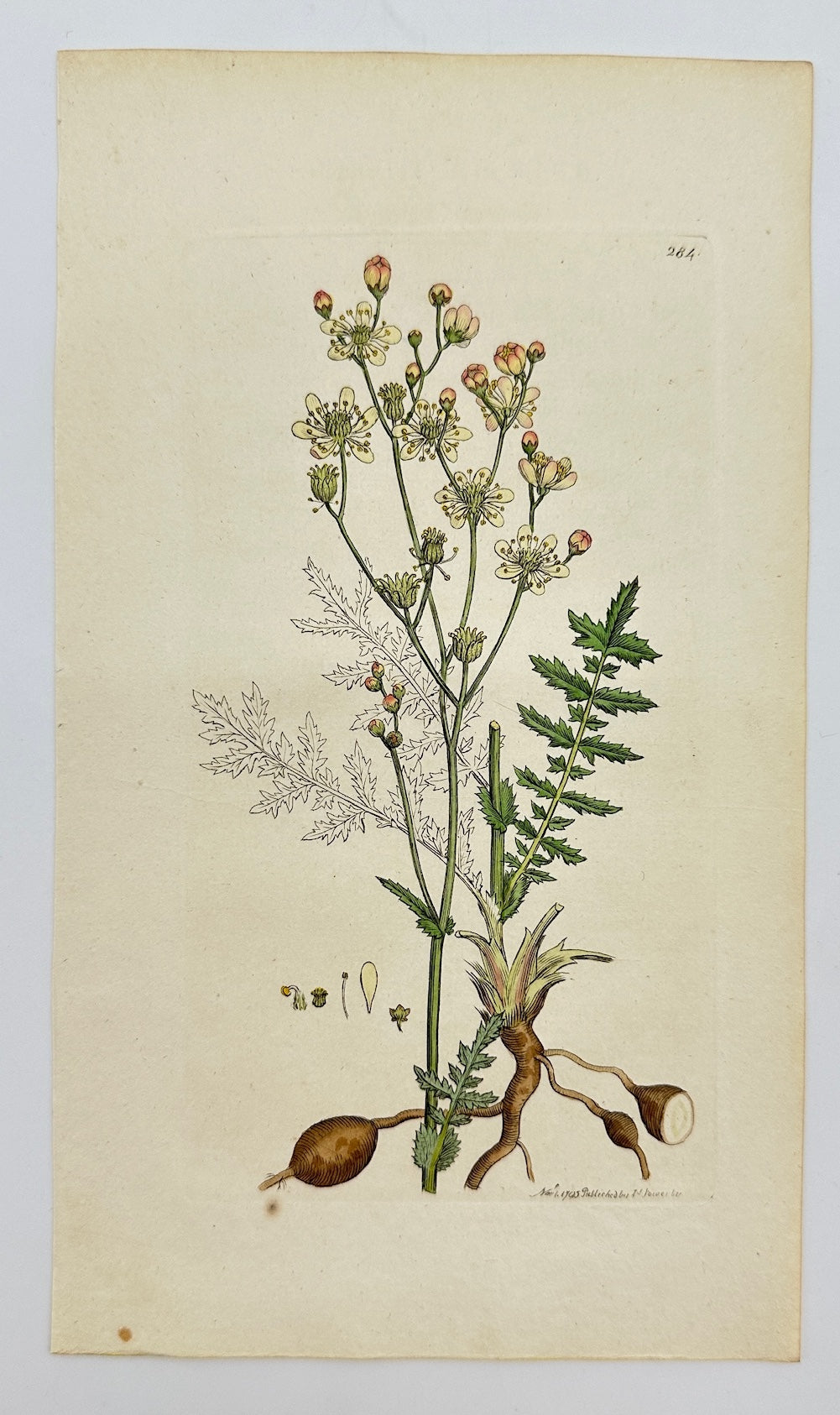 Antique Botanical Print - James Sowerby - Spiraea Filipendula - Dropwort - F1