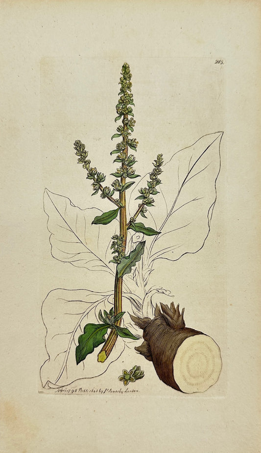 Antique Botanical Print - James Sowerby - Beta Maritima - Sea Beet - F1