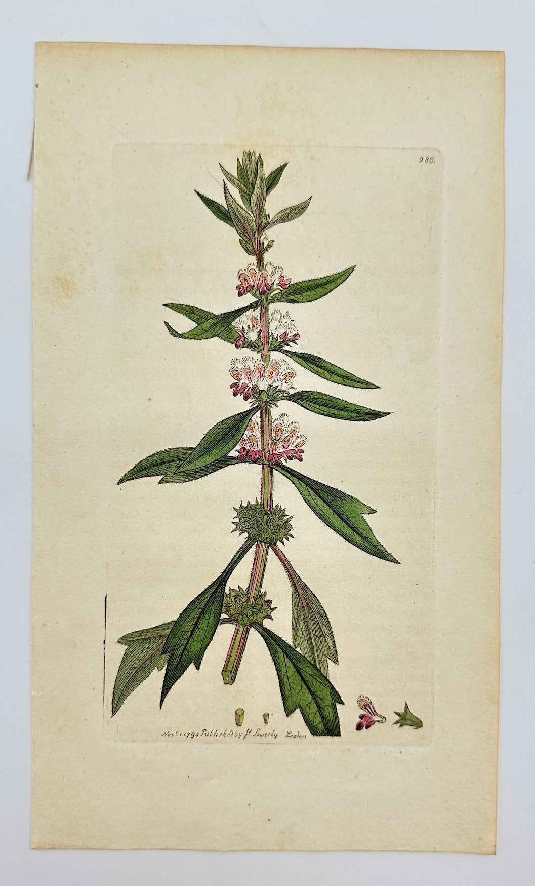 Antique Botanical Print - James Sowerby - Leonurus Cardiaca - Motherwort - F1