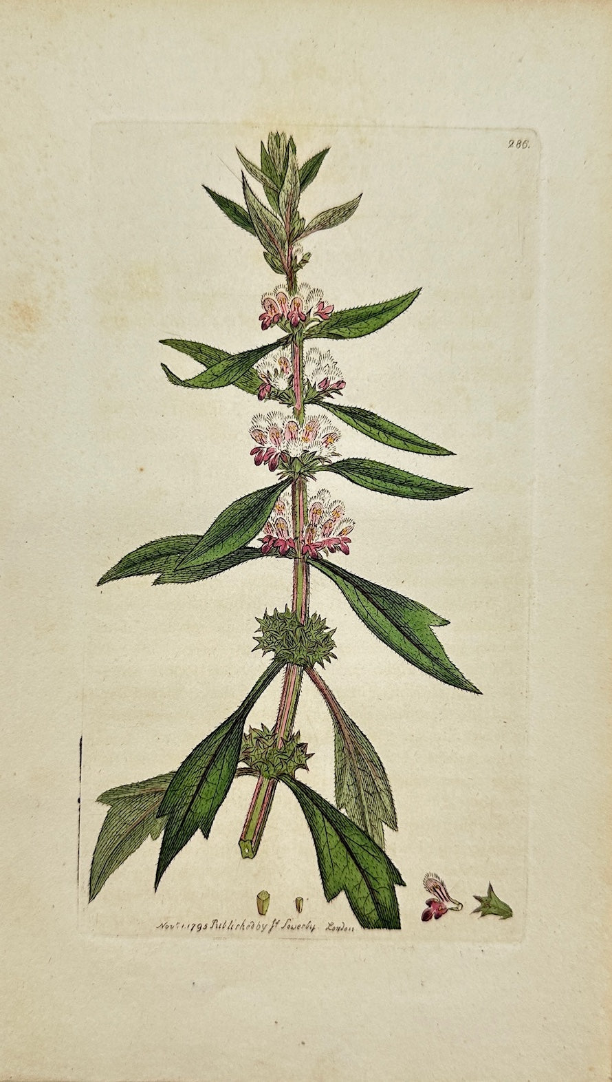 Antique Botanical Print - James Sowerby - Leonurus Cardiaca - Motherwort - F1