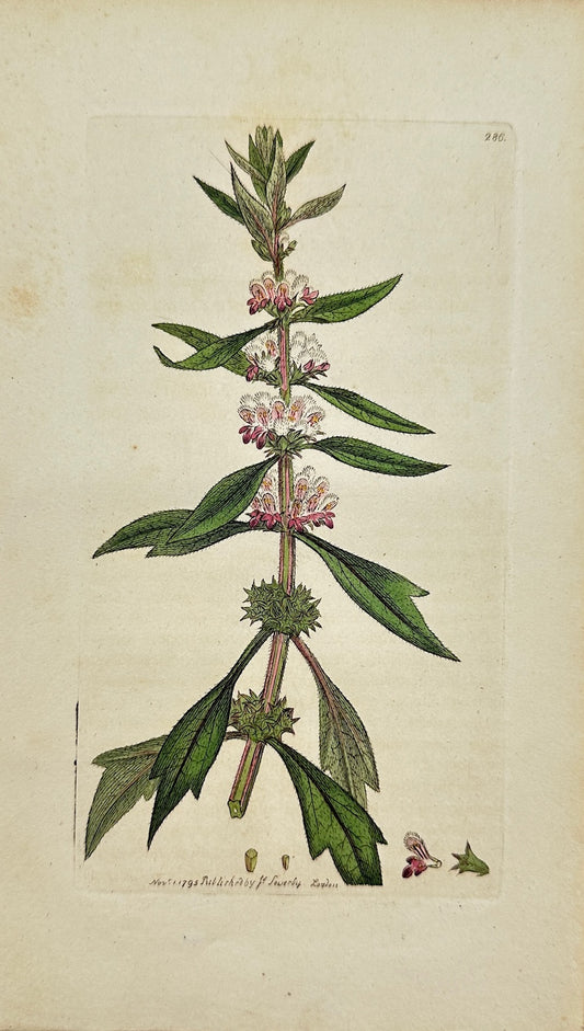 Antique Botanical Print - James Sowerby - Leonurus Cardiaca - Motherwort - F1