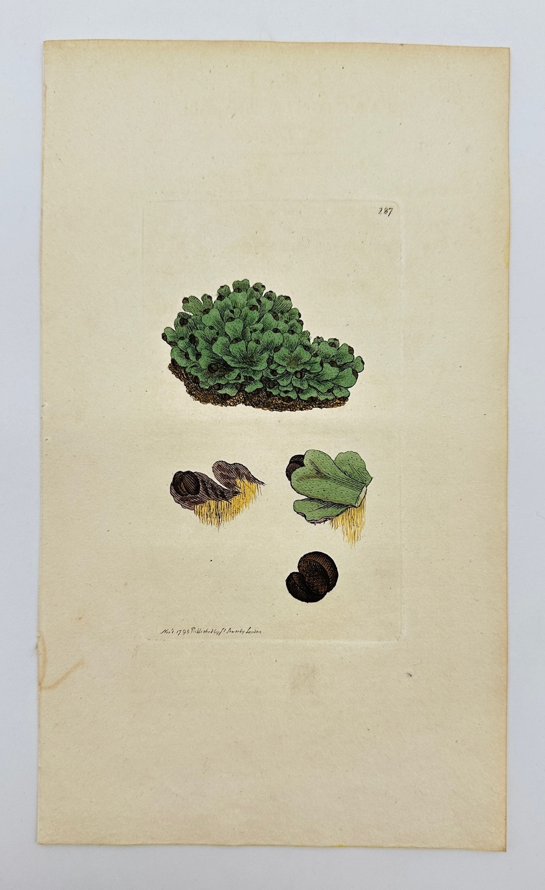 Antique Print - James Sowerby - Targionia Hypophylla - Fan Liverwort - F1