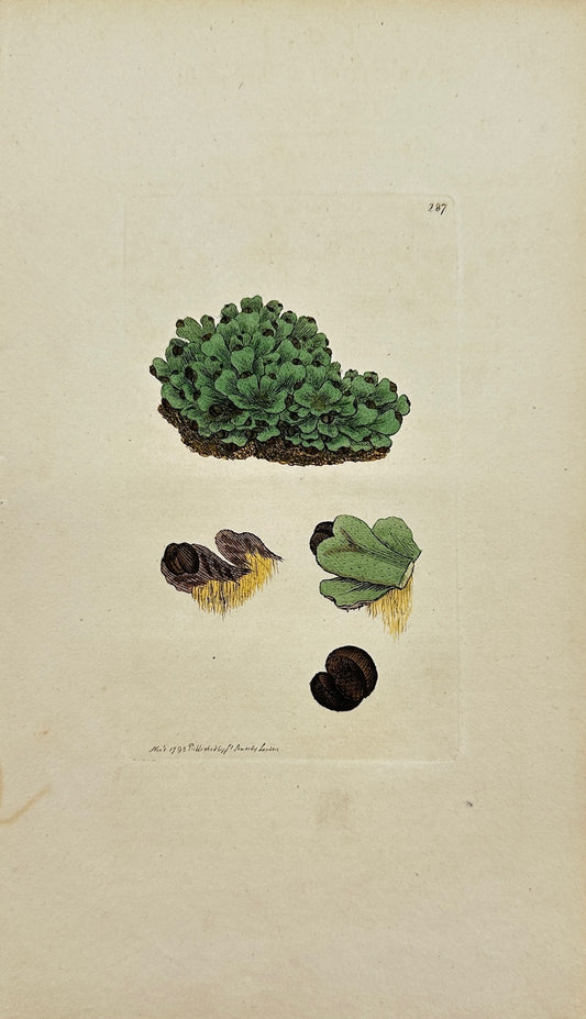 Antique Print - James Sowerby - Targionia Hypophylla - Fan Liverwort - F1