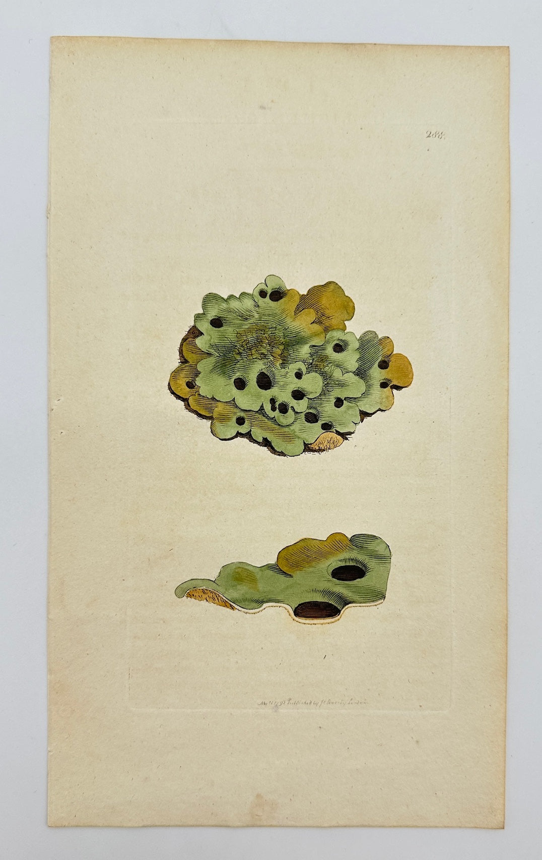 Antique Botanical Print - James Sowerby - Lichen Faccatus - Socket Lichen - F1