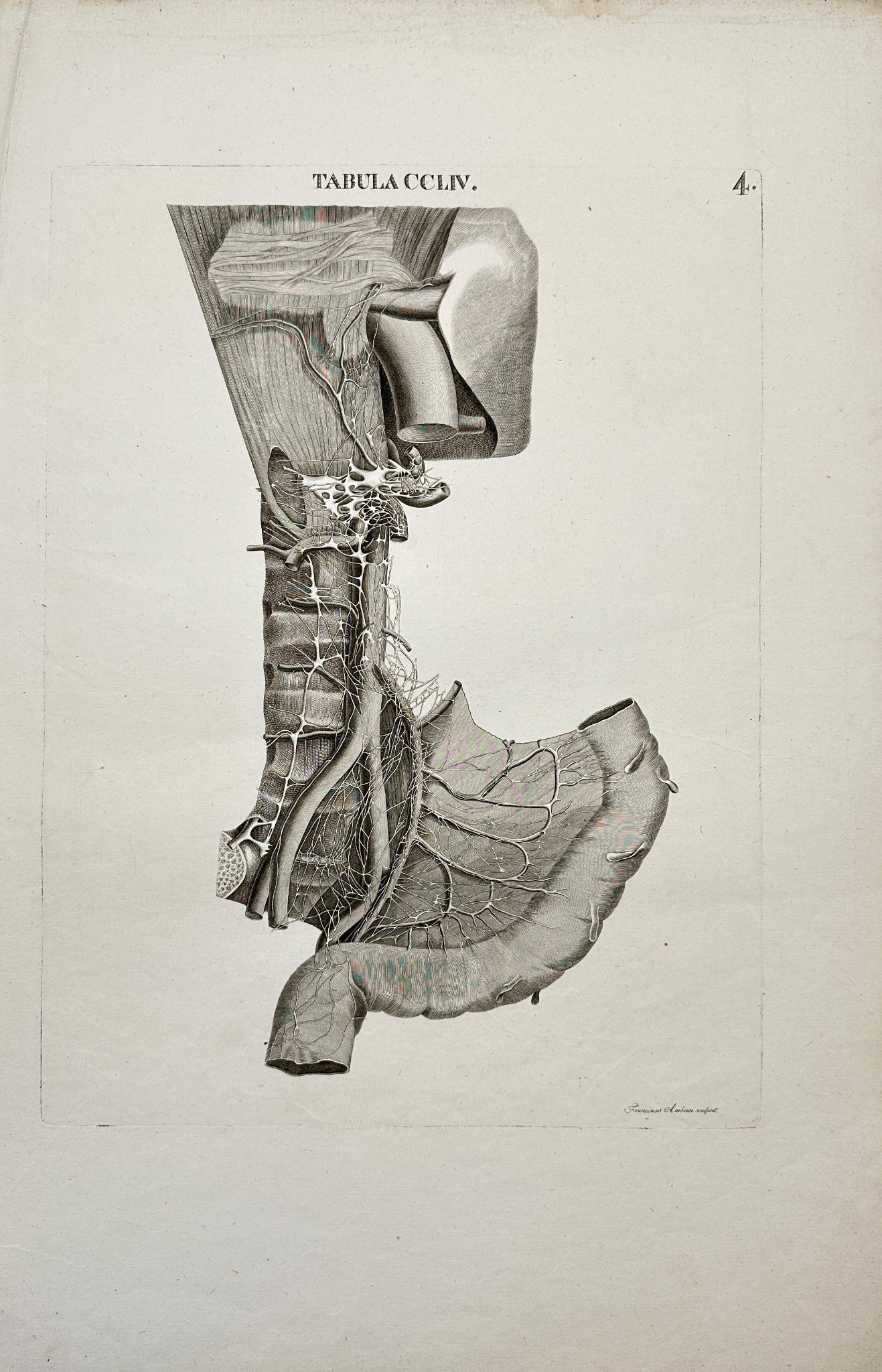 Anatomy Antique Print - Caldani - Aorta Addominale Con Vasi Collaterali - F4