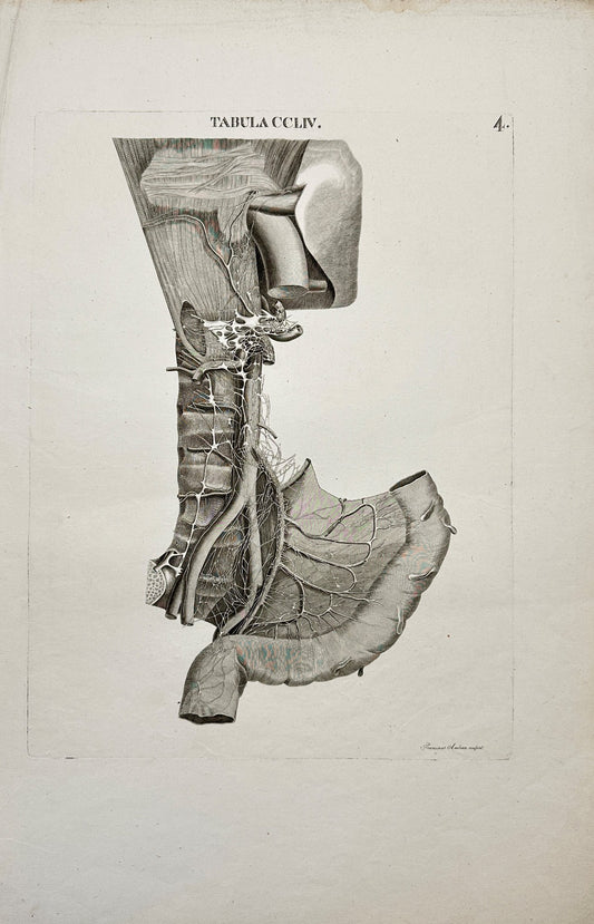 Anatomy Antique Print - Caldani - Aorta Addominale Con Vasi Collaterali - F4