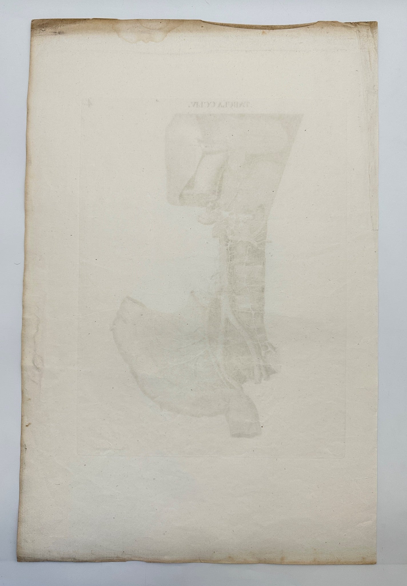 Anatomy Antique Print - Caldani - Aorta Addominale Con Vasi Collaterali - F4