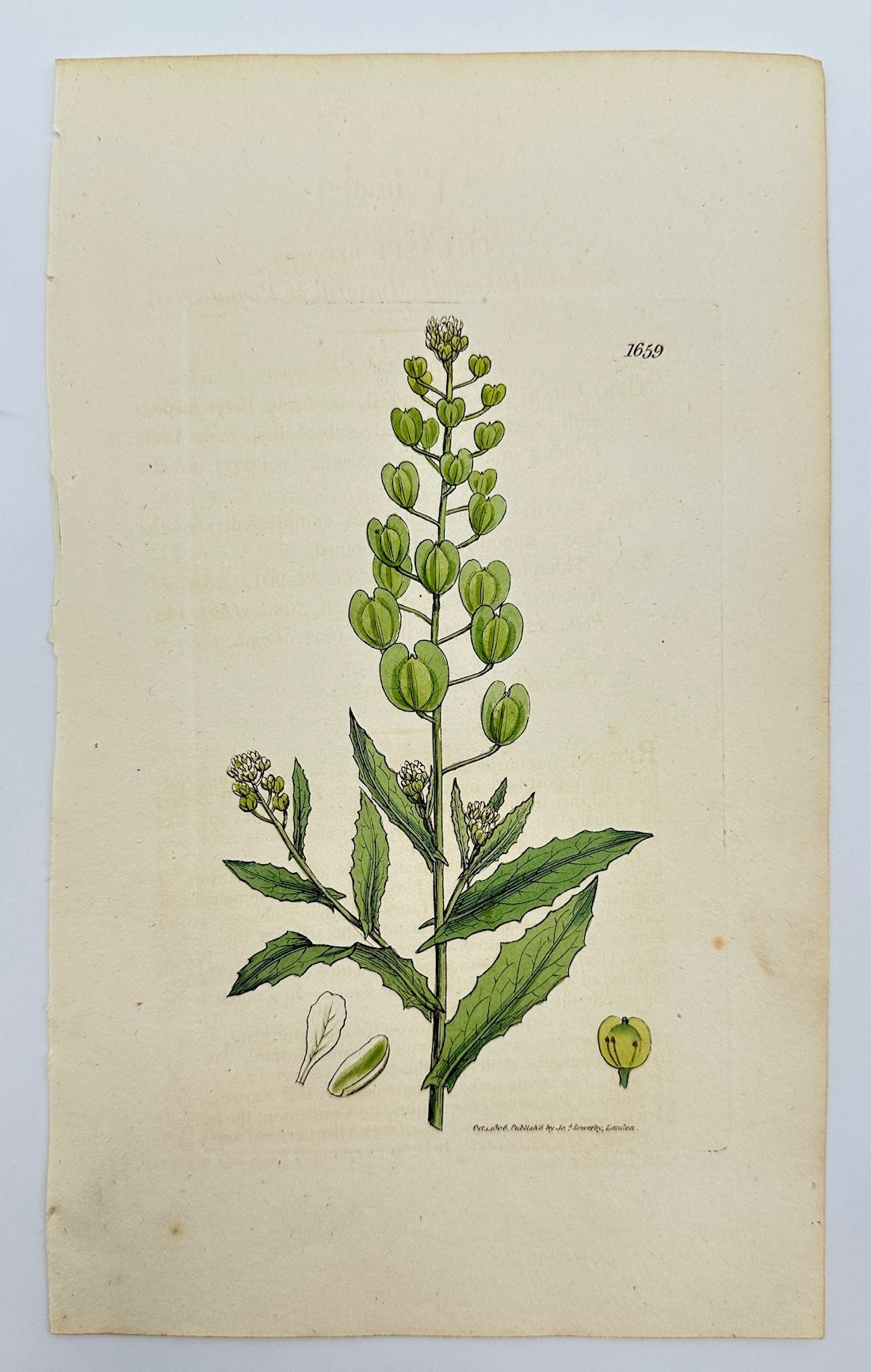 Antique Print - James Sowerby - Thlaspi Arvense - Field Pennycress - F1