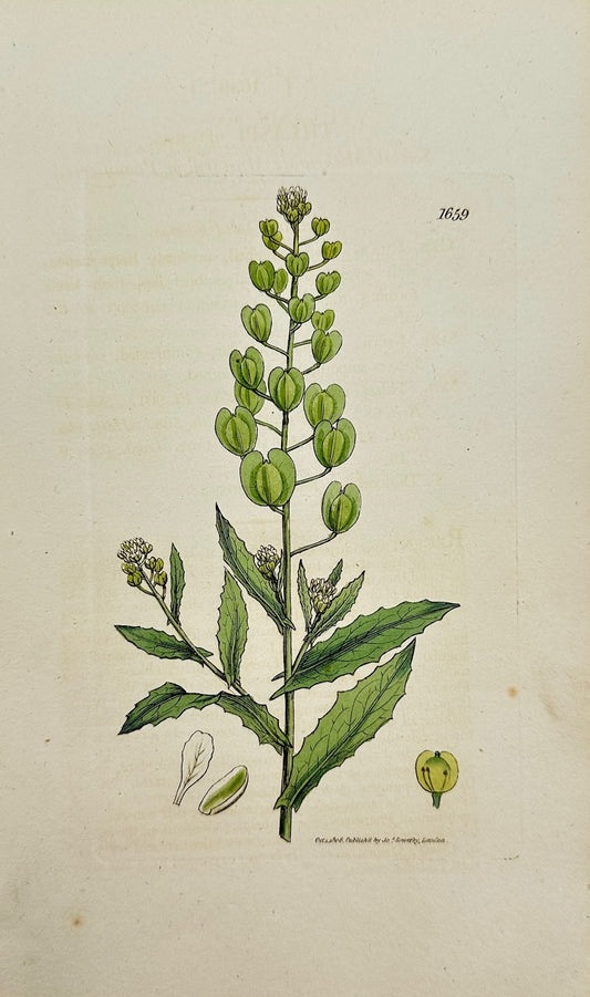 Antique Print - James Sowerby - Thlaspi Arvense - Field Pennycress - F1