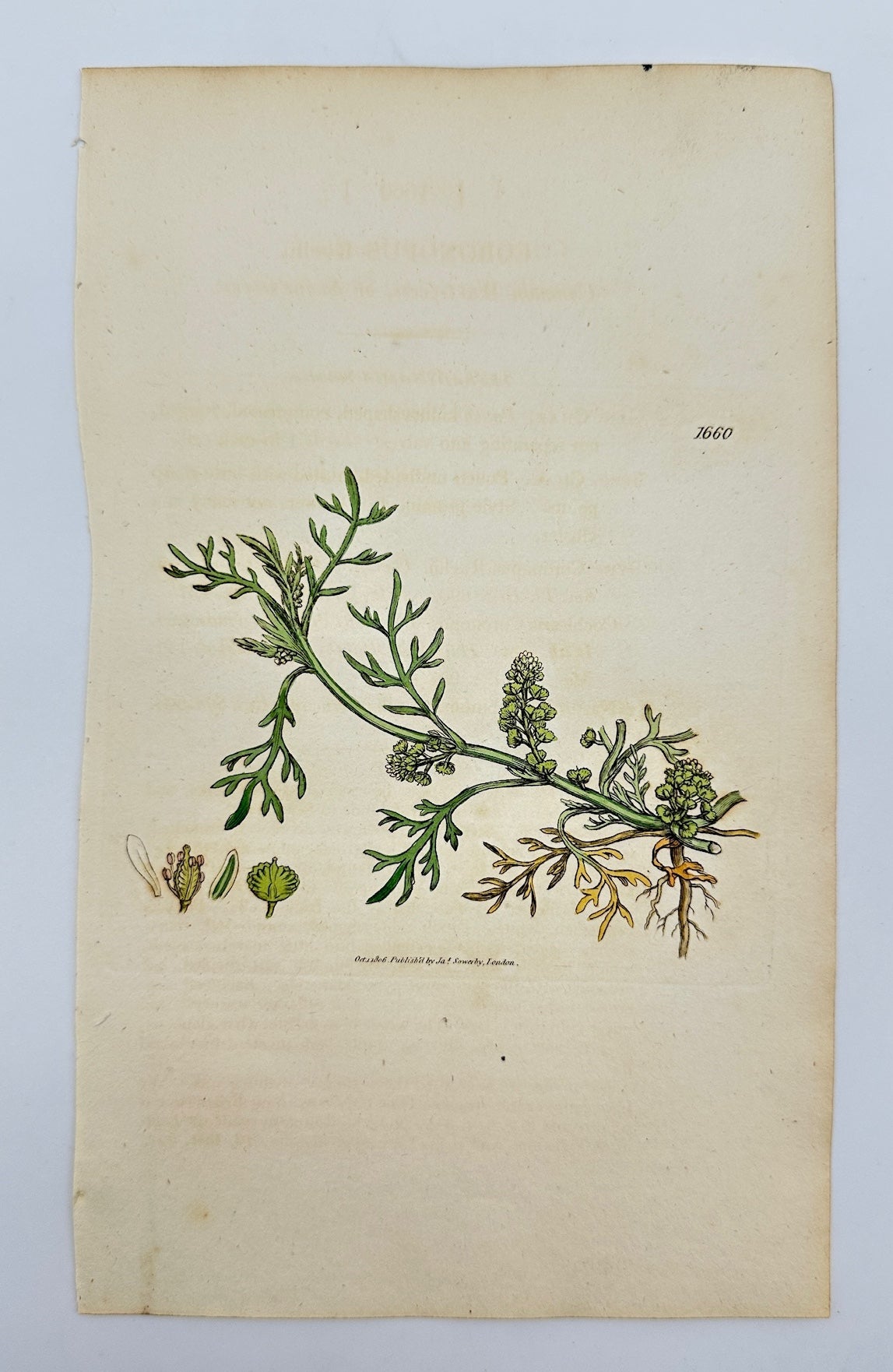Antique Print - James Sowerby - Coronopus Ruellii - Ruell's Swine-cress - F1