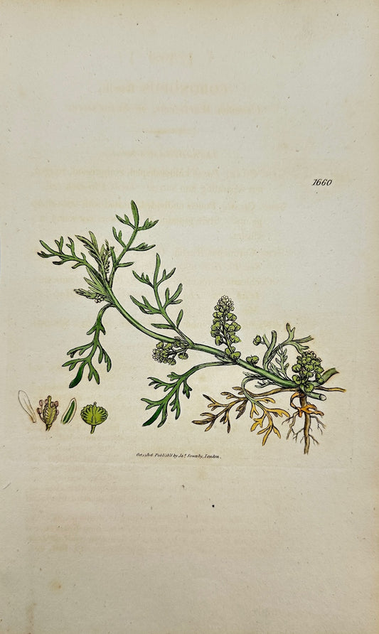 Antique Print - James Sowerby - Coronopus Ruellii - Ruell's Swine-cress - F1