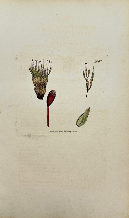 Antique Print - Sowerby - Dicranum Osmundioides - Osmund-like Fork-moss - F1