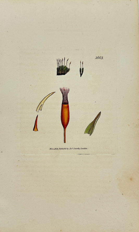 Antique Print - James Sowerby - Tortula Humilis - Low Twisted Moss - F1