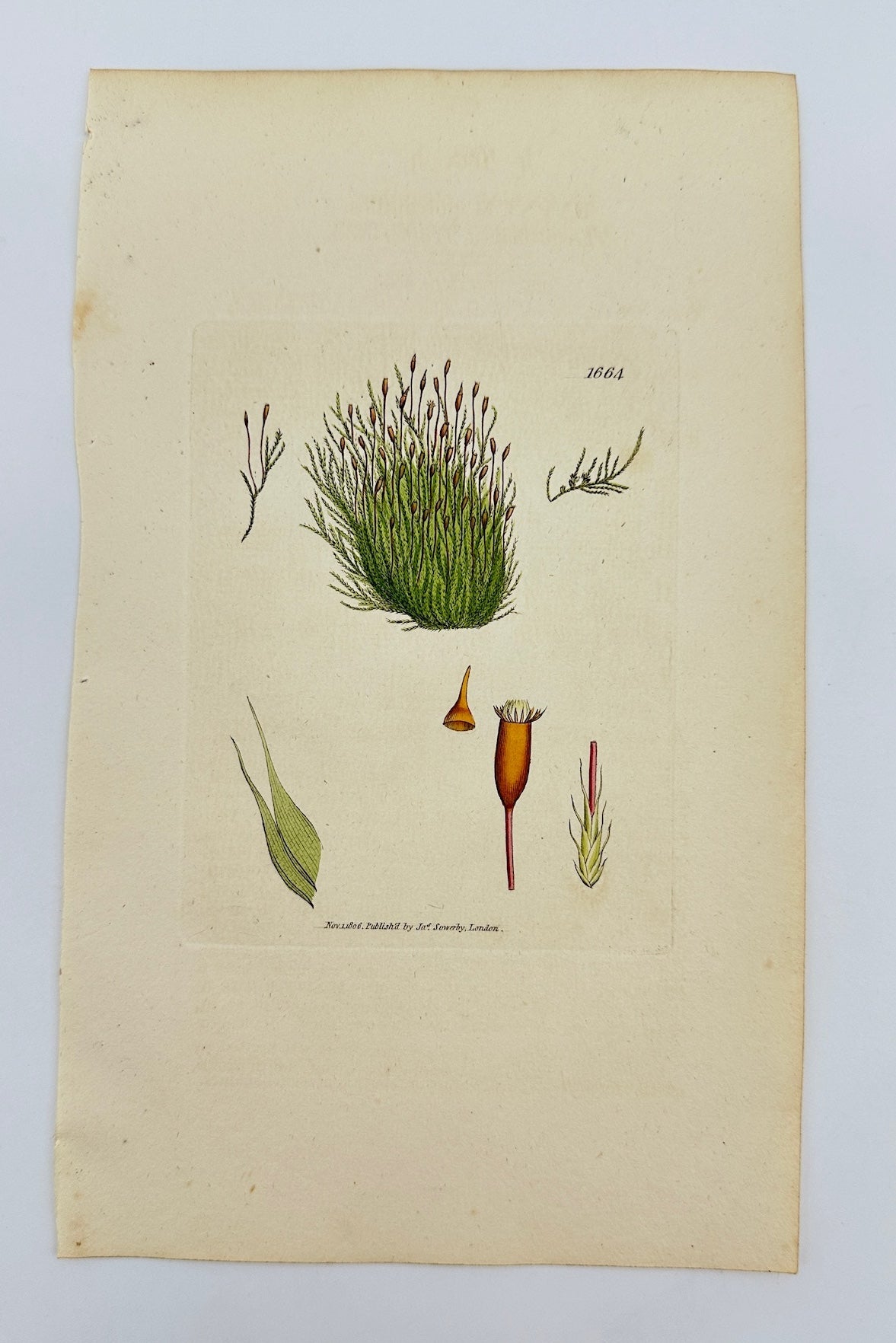 Antique Print - Sowerby - Hypnum Polyanthos - Many-flowered Hypnum Moss - F1