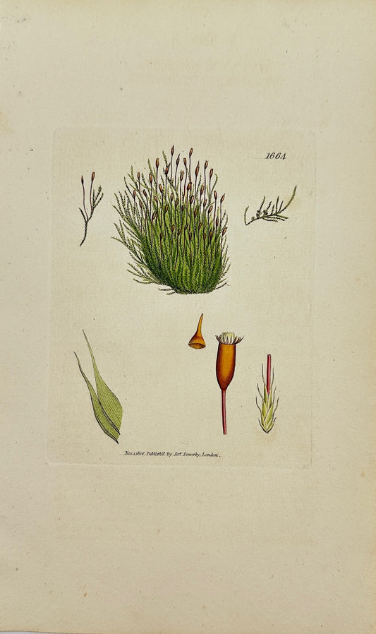 Antique Print - Sowerby - Hypnum Polyanthos - Many-flowered Hypnum Moss - F1