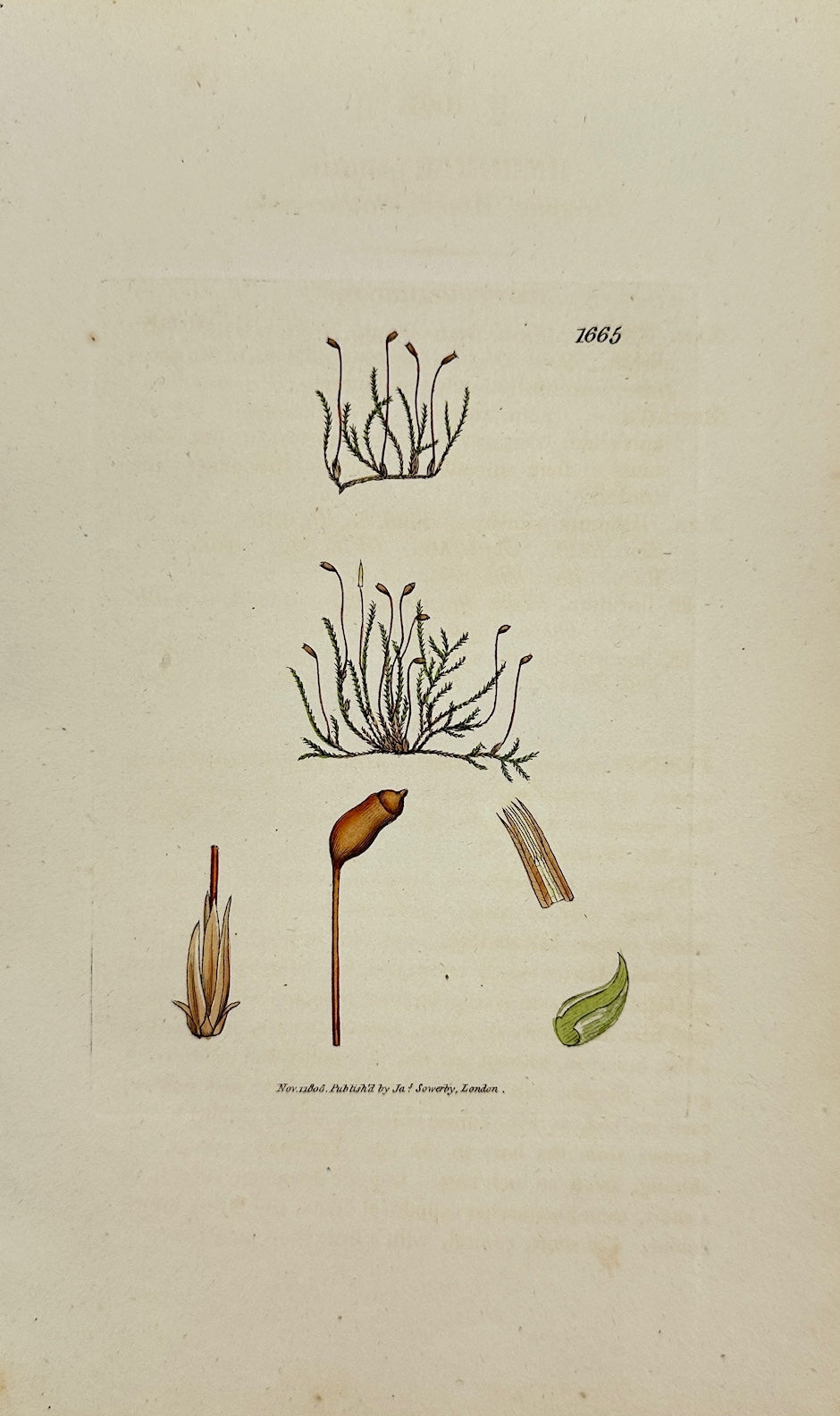 Antique Print - James Sowerby - Hypnum Palustre - Marsh Hypnum Moss - F1