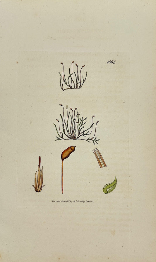 Antique Print - James Sowerby - Hypnum Palustre - Marsh Hypnum Moss - F1