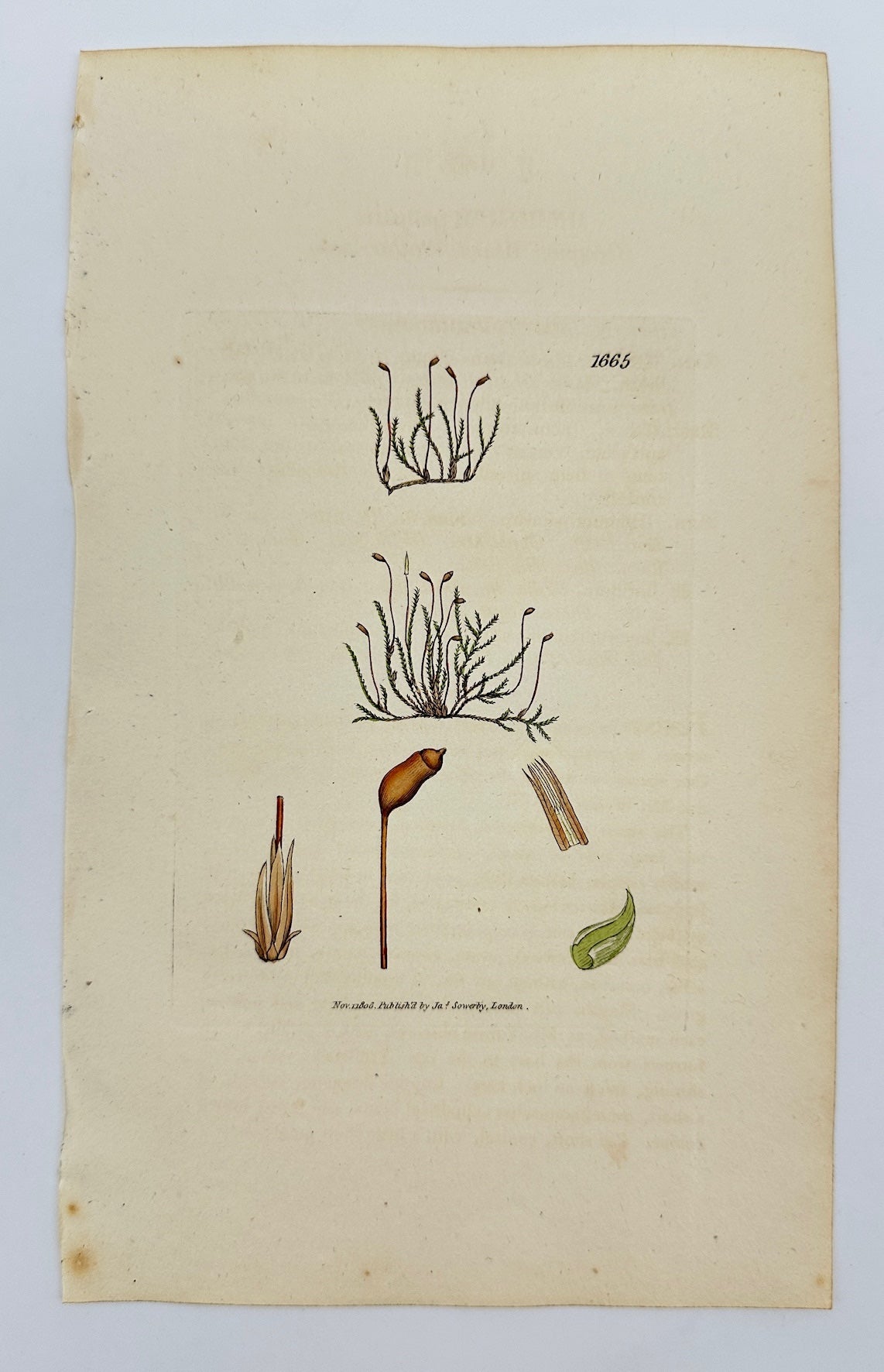 Antique Print - James Sowerby - Hypnum Palustre - Marsh Hypnum Moss - F1