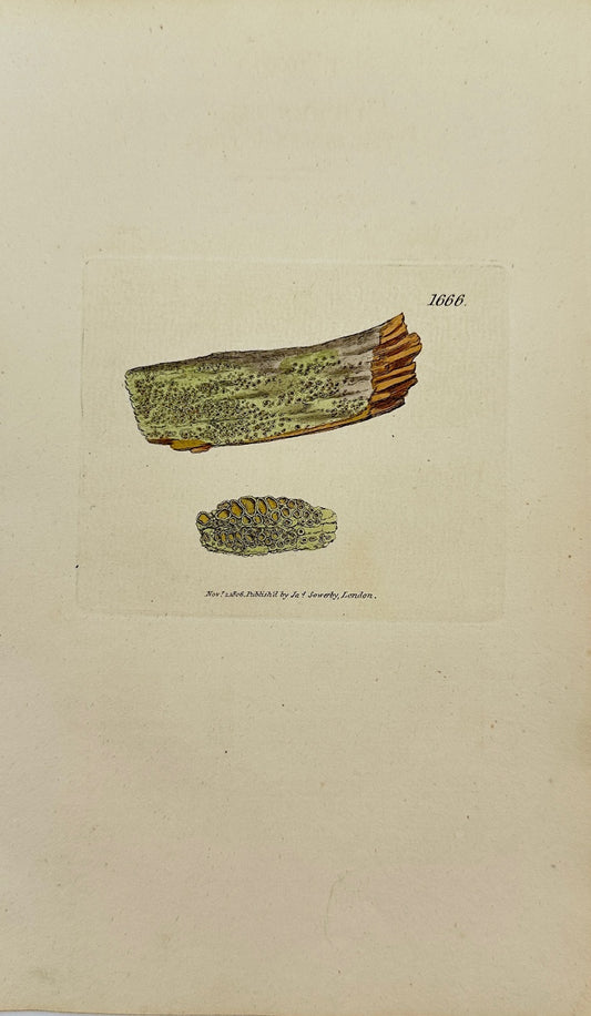 Antique Botanical Print - James Sowerby - Lichen Varius - Varied Lichen - F1
