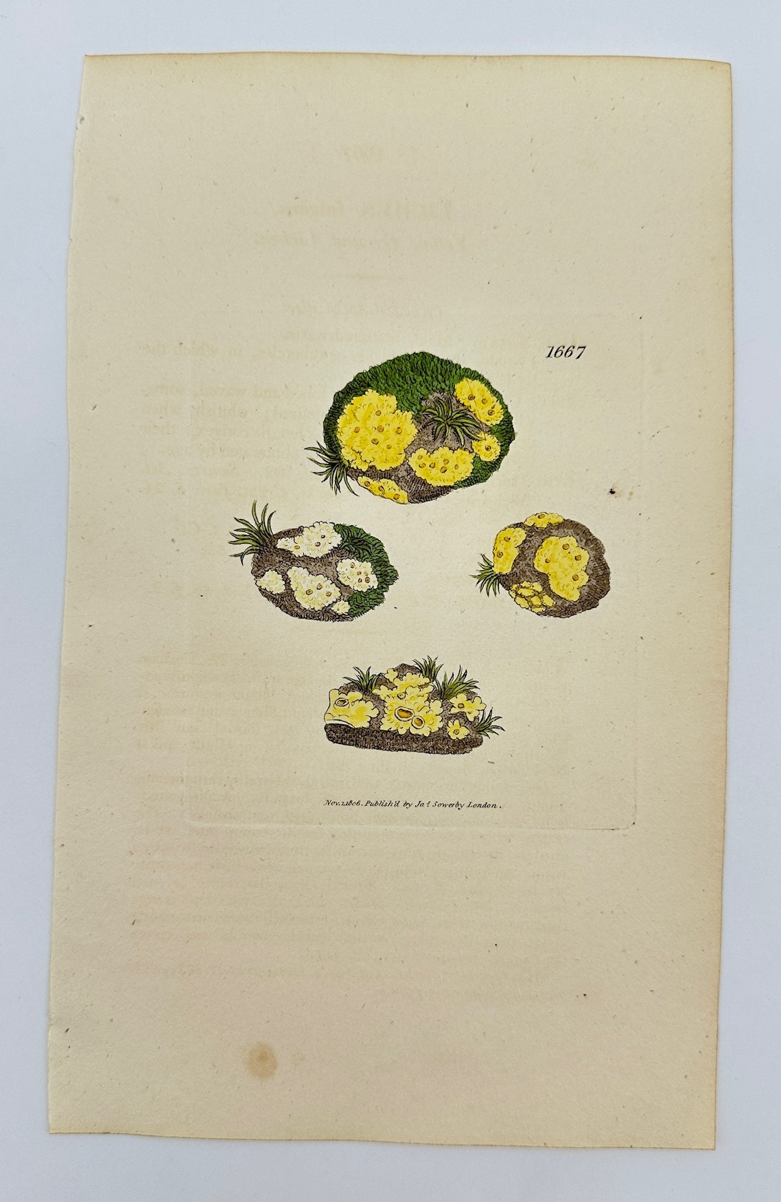 Antique Print - James Sowerby - Lichen Fulgens - Yellow Ground Lichen - F1