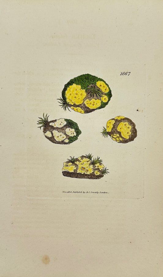 Antique Print - James Sowerby - Lichen Fulgens - Yellow Ground Lichen - F1
