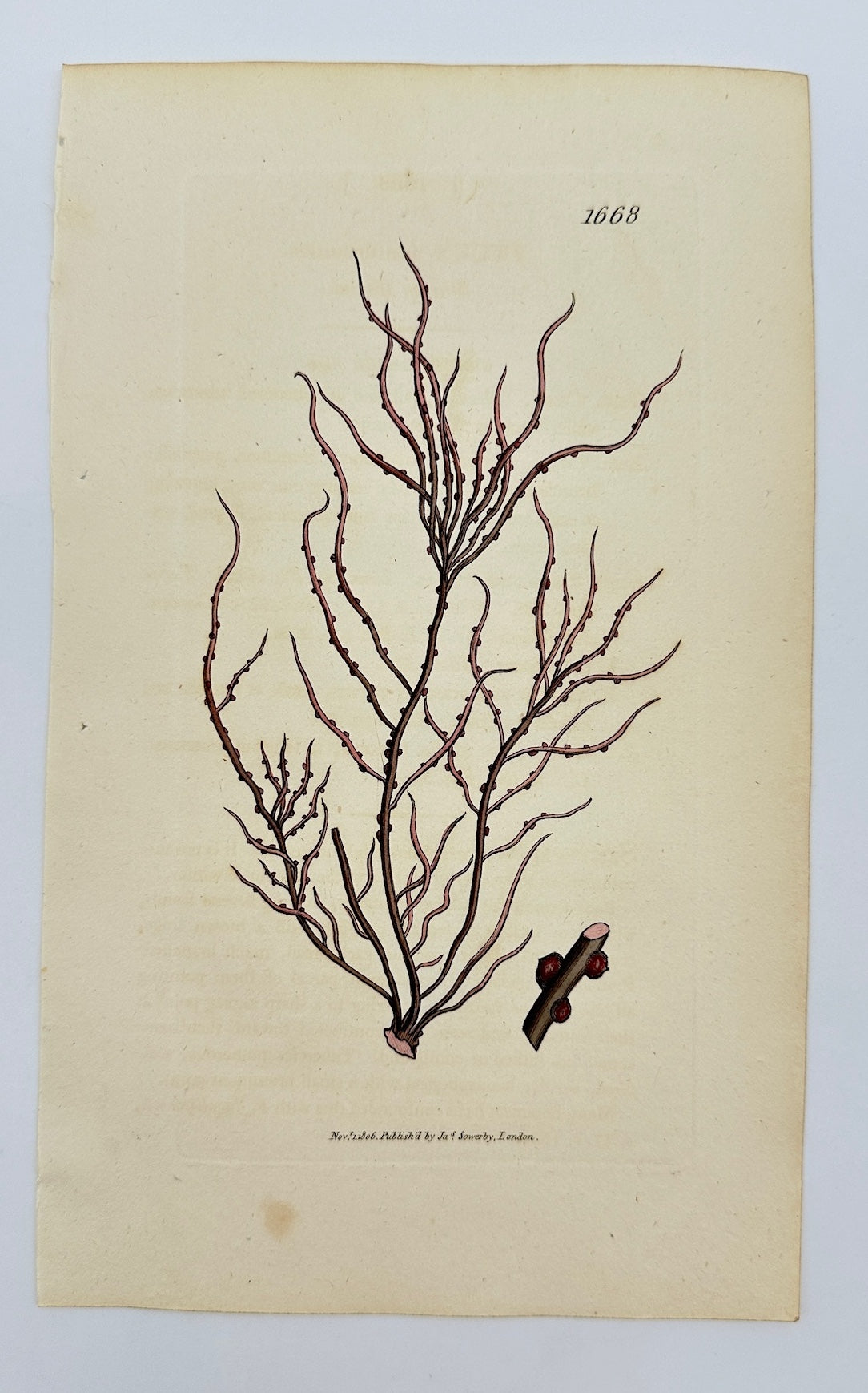 Antique Print - James Sowerby - Fucus Confervoides - Conferva-like Seaweed - F1